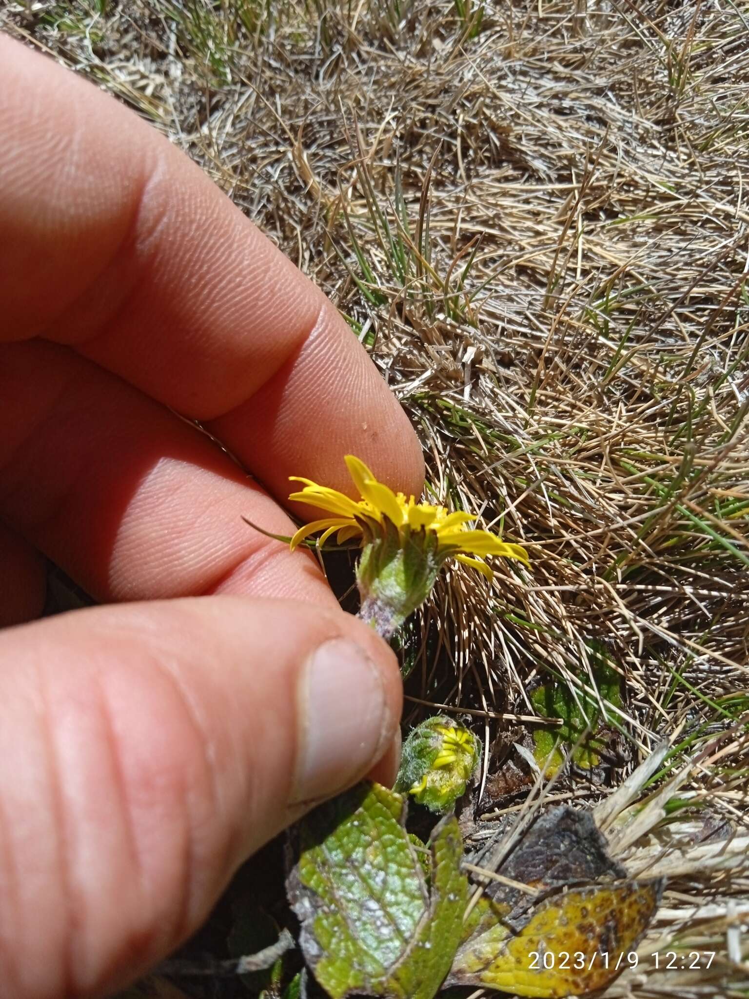 Image of Brachyglottis bellidioides var. orbiculata (Simps. & Thoms.) B. Nord.