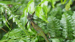 Image of Rwenzori Plate-nosed Chameleon