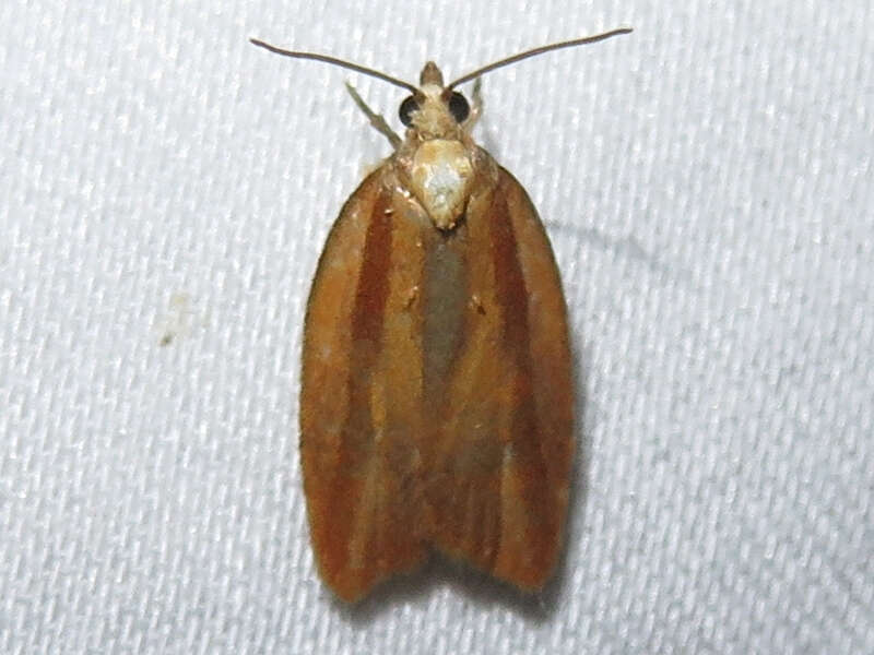 Image of Eastern Black-headed Budworm Moth