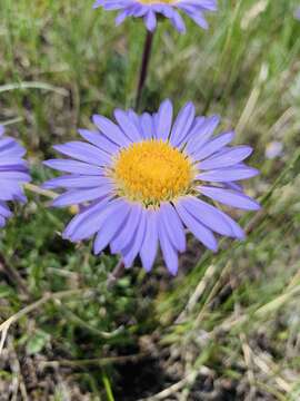 Image of Parry's Townsend daisy