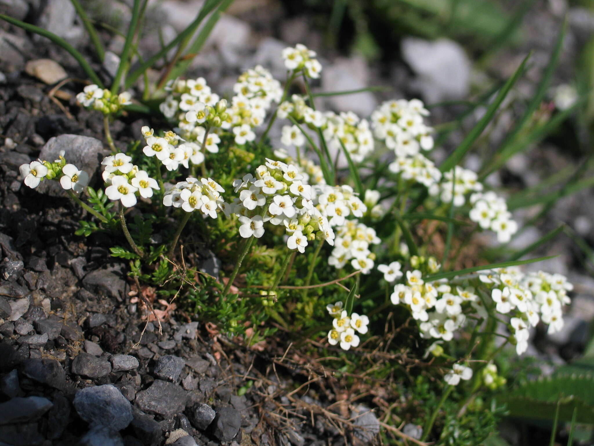 Image of alpine hutchinsia