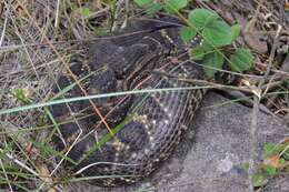 صورة Crotalus durissus terrificus (Laurenti 1768)