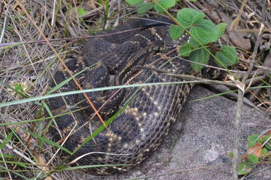 Image of Crotalus durissus terrificus (Laurenti 1768)