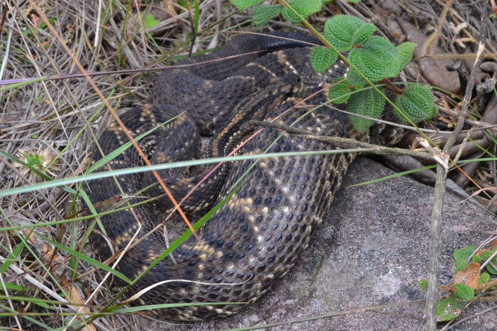 صورة Crotalus durissus terrificus (Laurenti 1768)