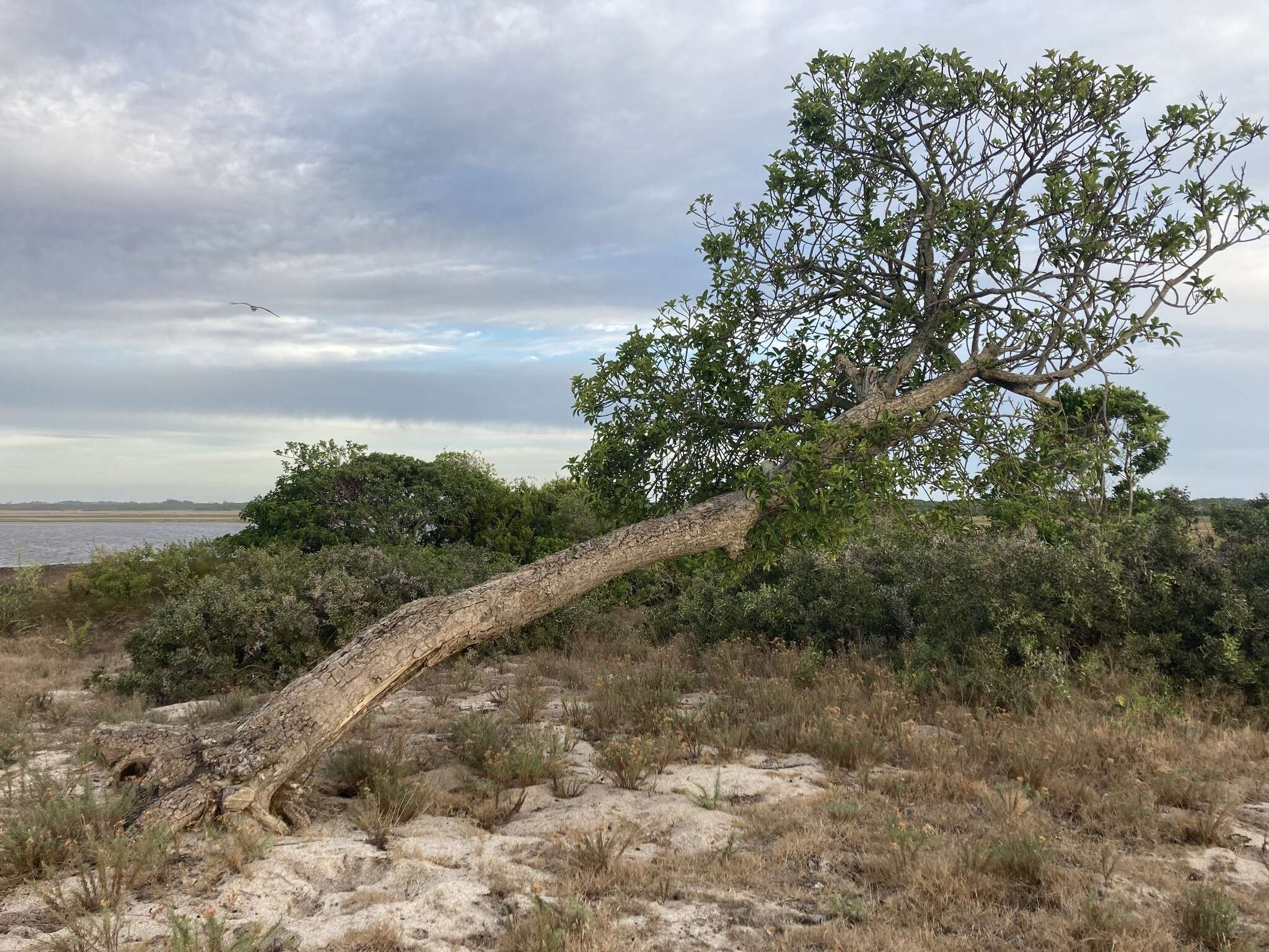 Image of Ficus luschnathiana (Miq.) Miq.