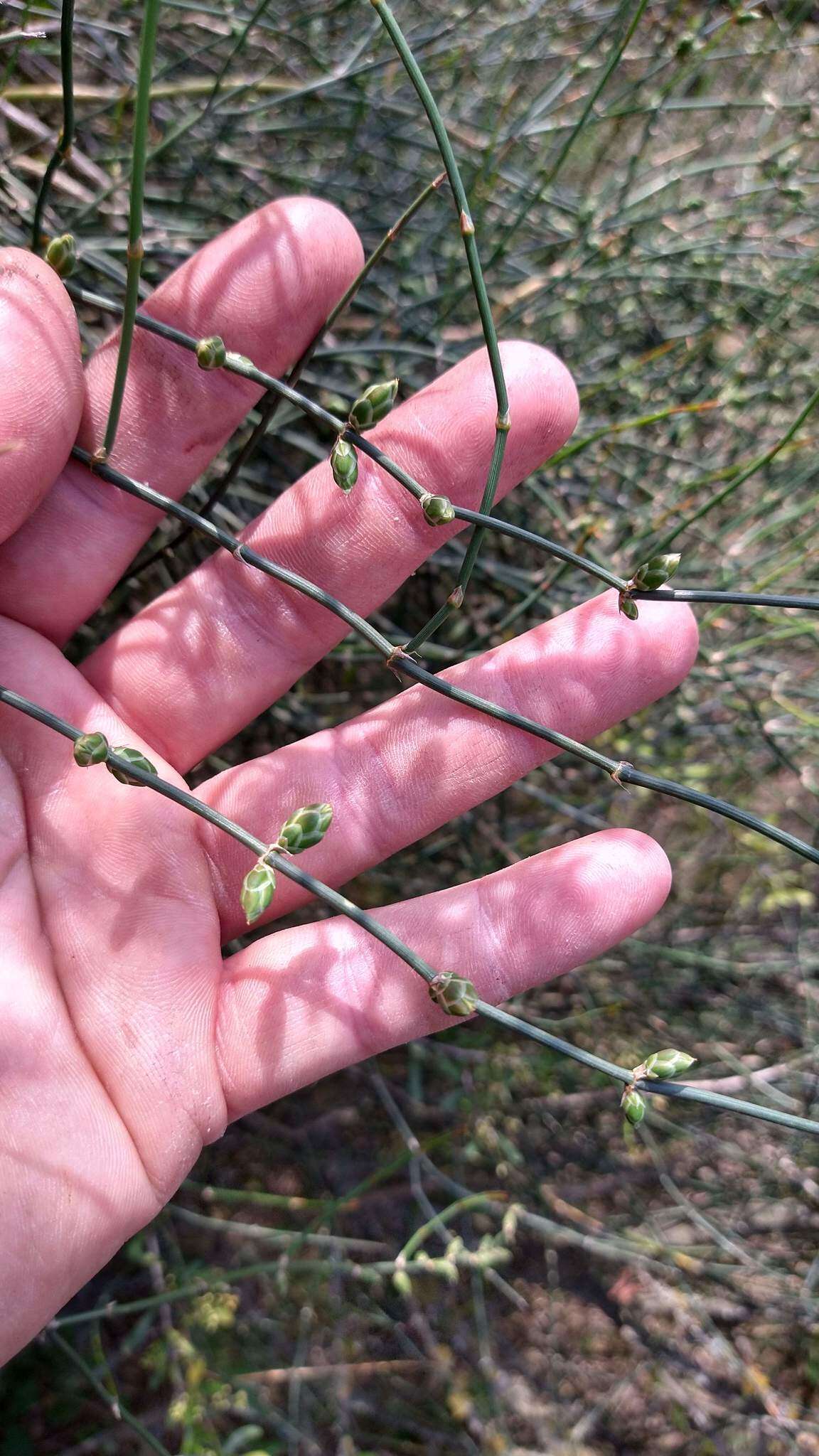 Image of Ephedra triandra Tul.