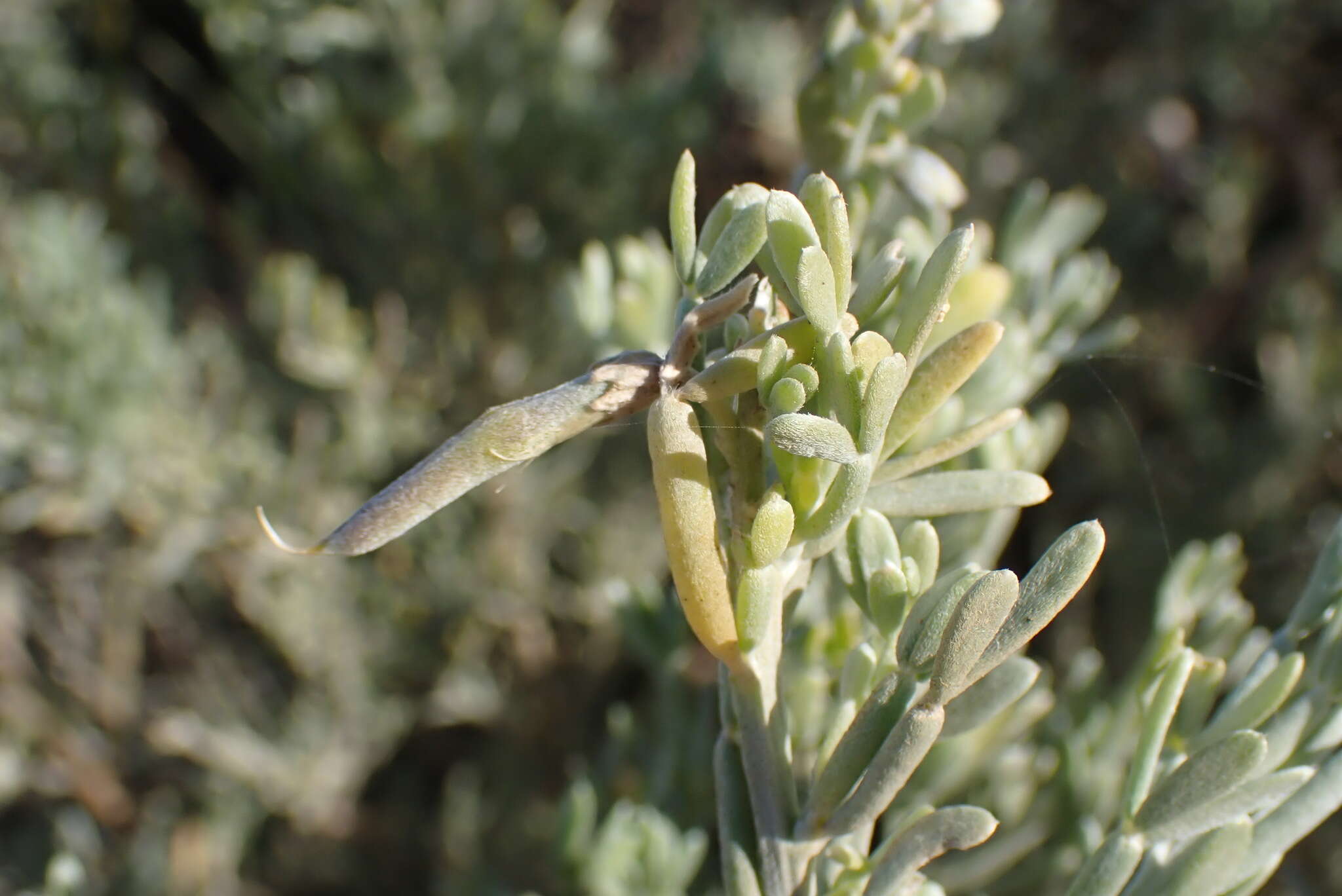 Image of <i>Calobota angustifolia</i>