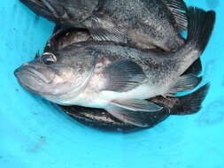 Image of Black rockfish