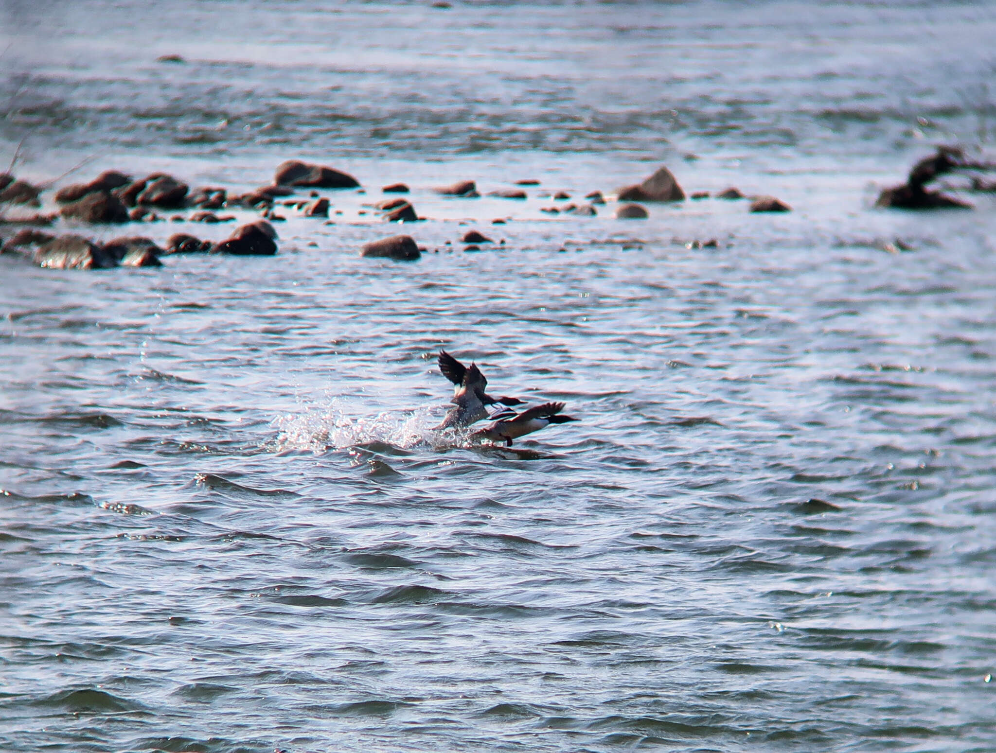 Image of Chinese Merganser