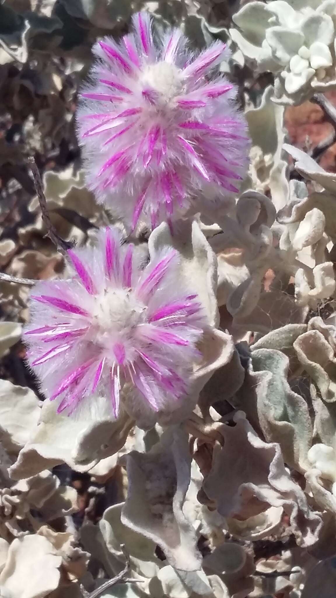 Image of Ptilotus rotundifolius (F. Müll.) F. Müll.