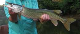 Image of Muskellunge