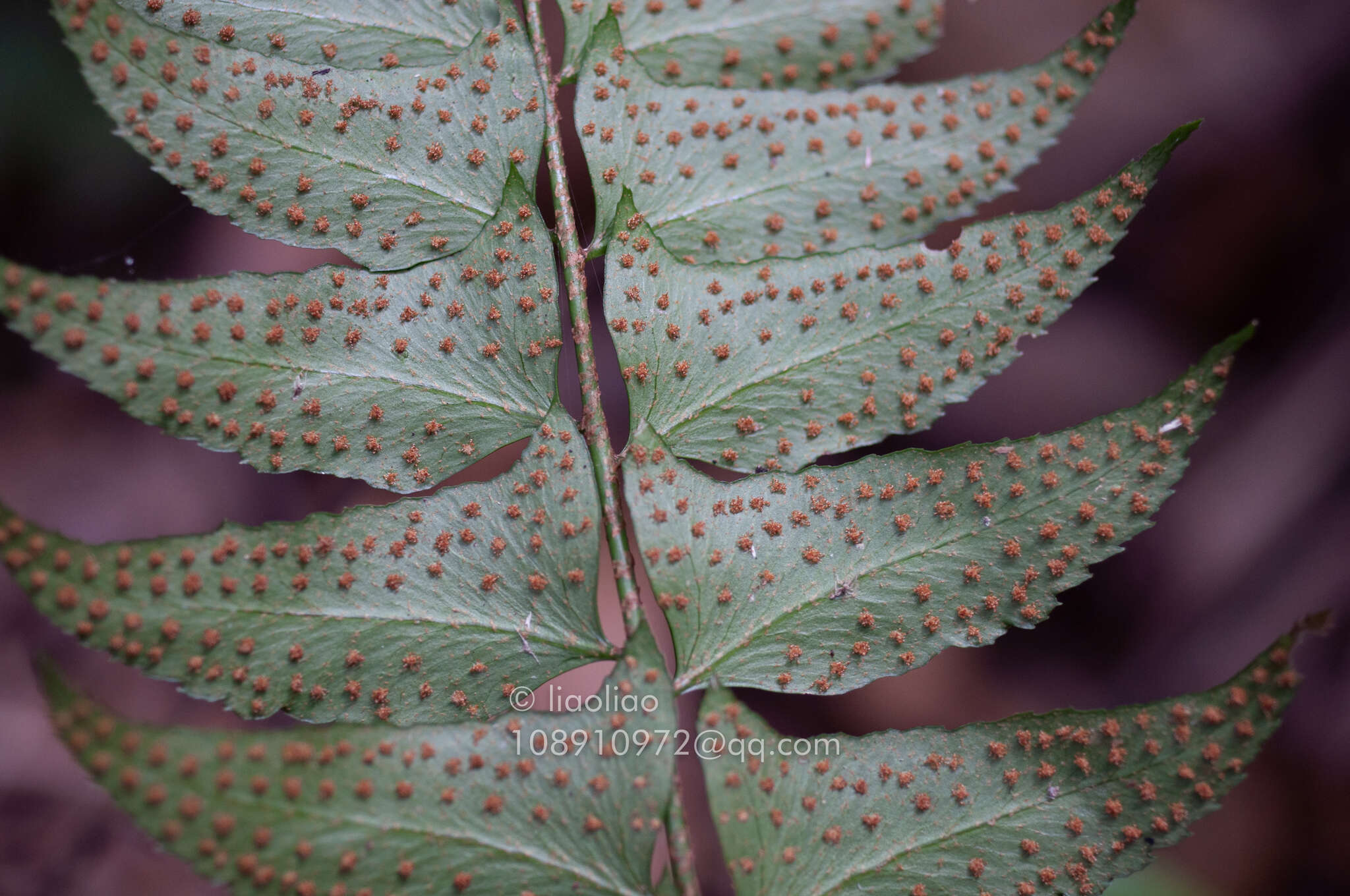 Imagem de Polystichum balansae Christ