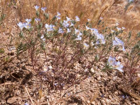 Imagem de Eriastrum eremicum subsp. yageri (M. E. Jones) Mason