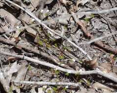 Image of Stylidium repens R. Br.