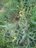 Sivun Astragalus macrocarpus DC. kuva