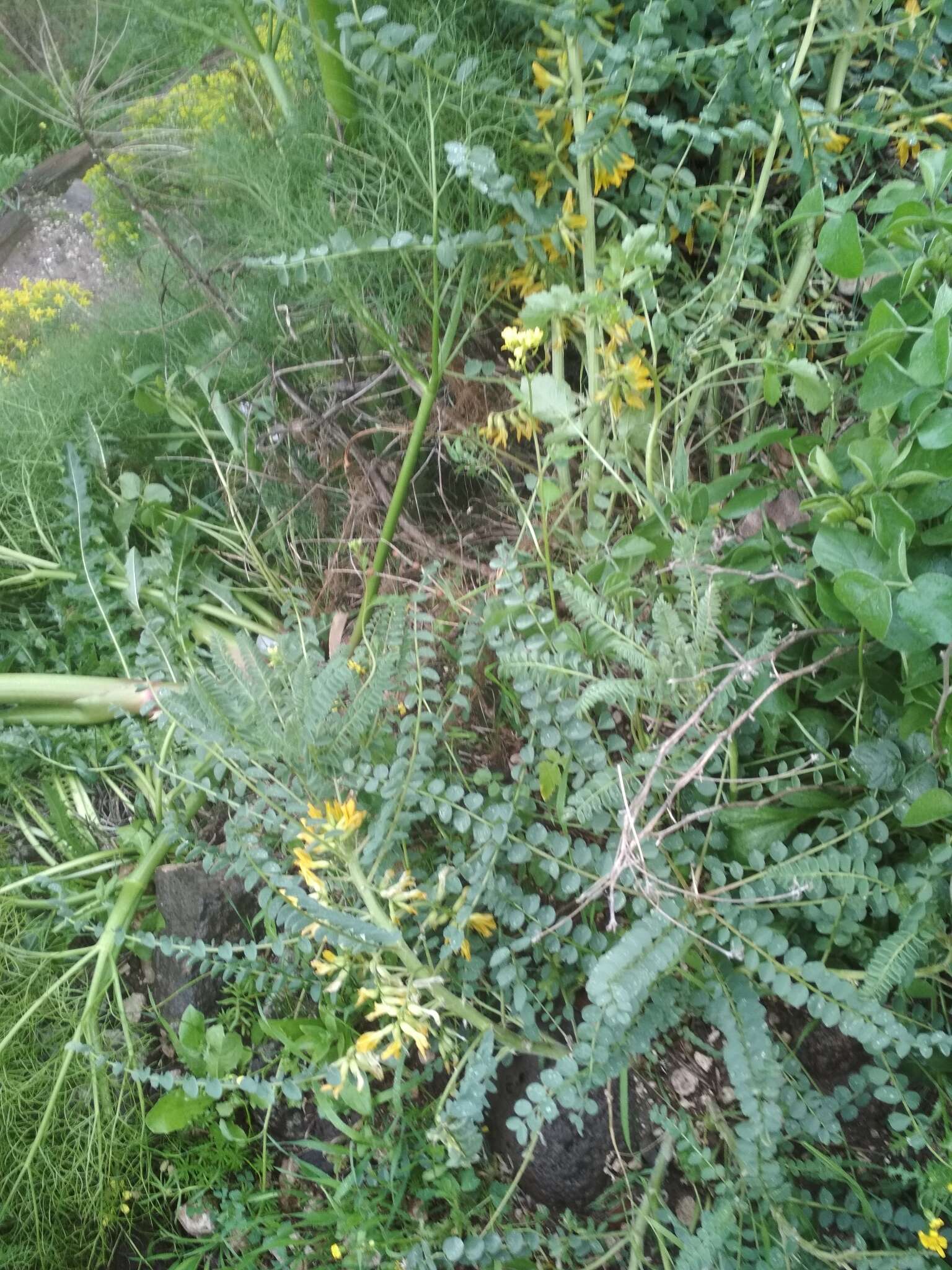 Sivun Astragalus macrocarpus DC. kuva