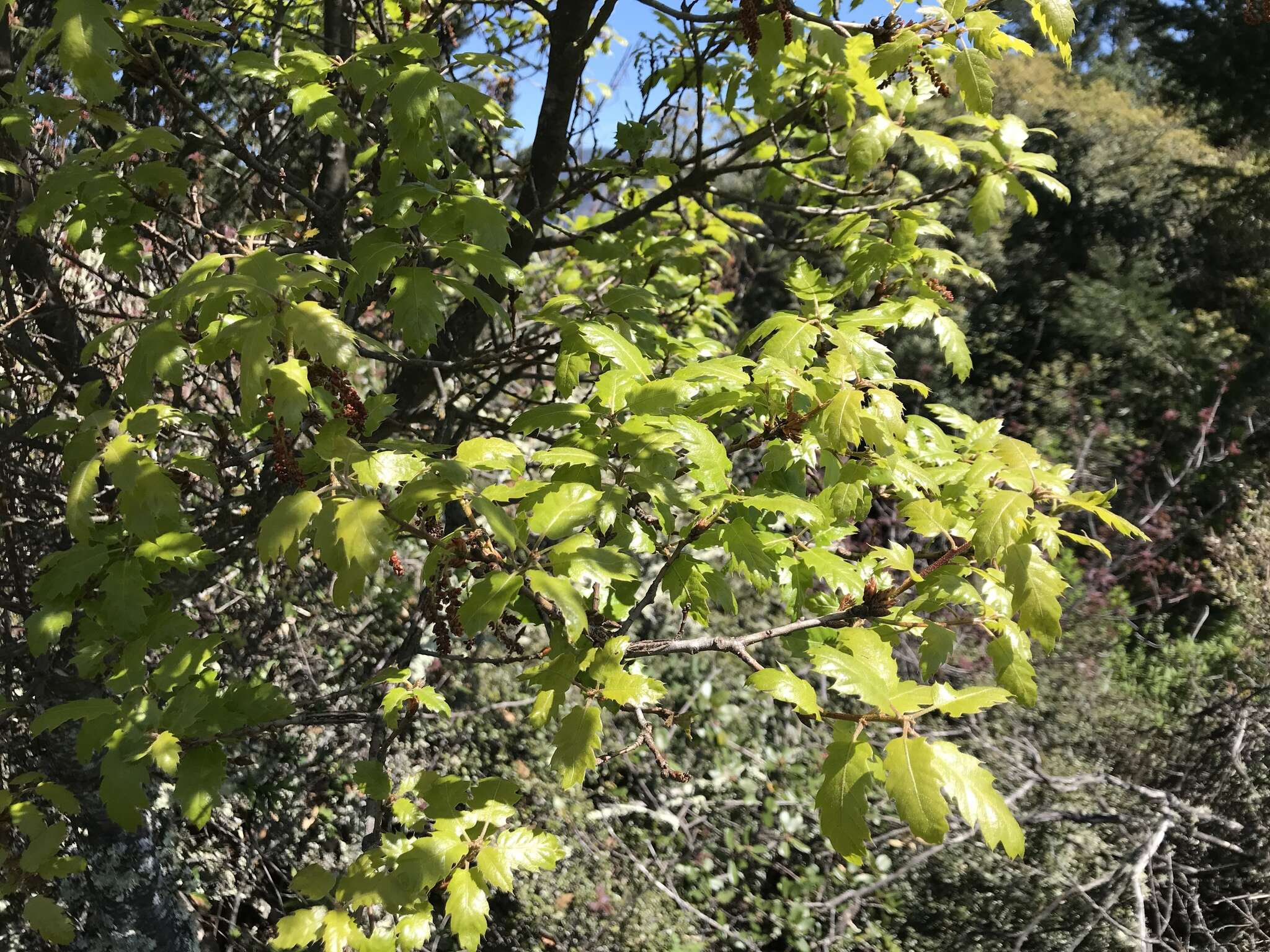 Image of oracle oak