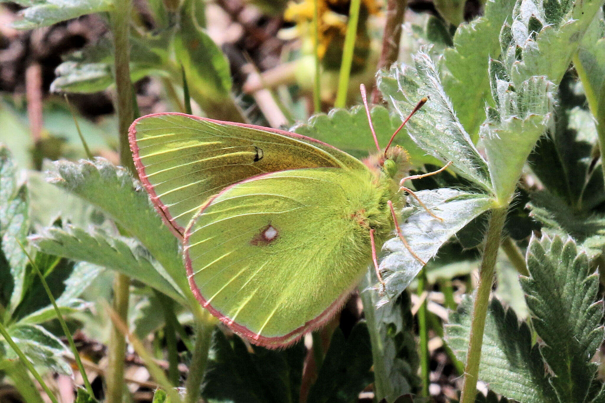 Colias meadii Edwards 1871 resmi