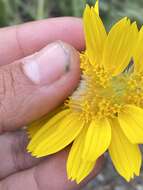 Image of narrowleaf arnica