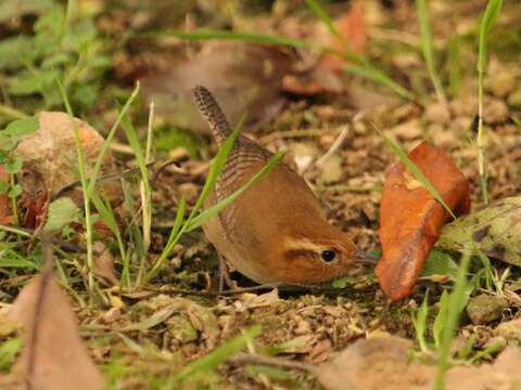 Image of Ochraceous Wren