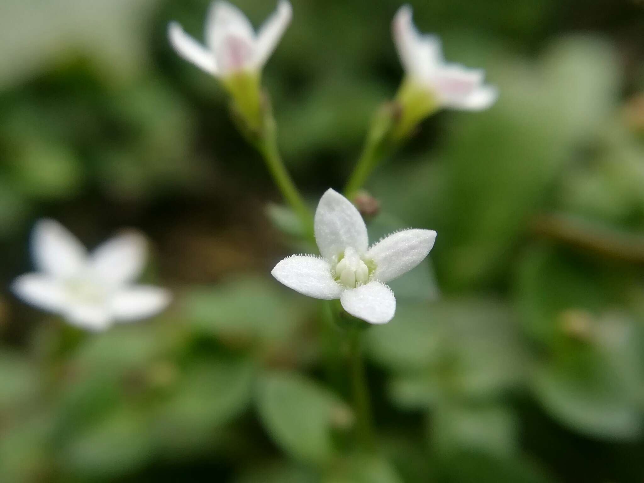 Image of Oldenlandia ovata S. Watson