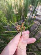 Слика од Cyperus vaginatus R. Br.