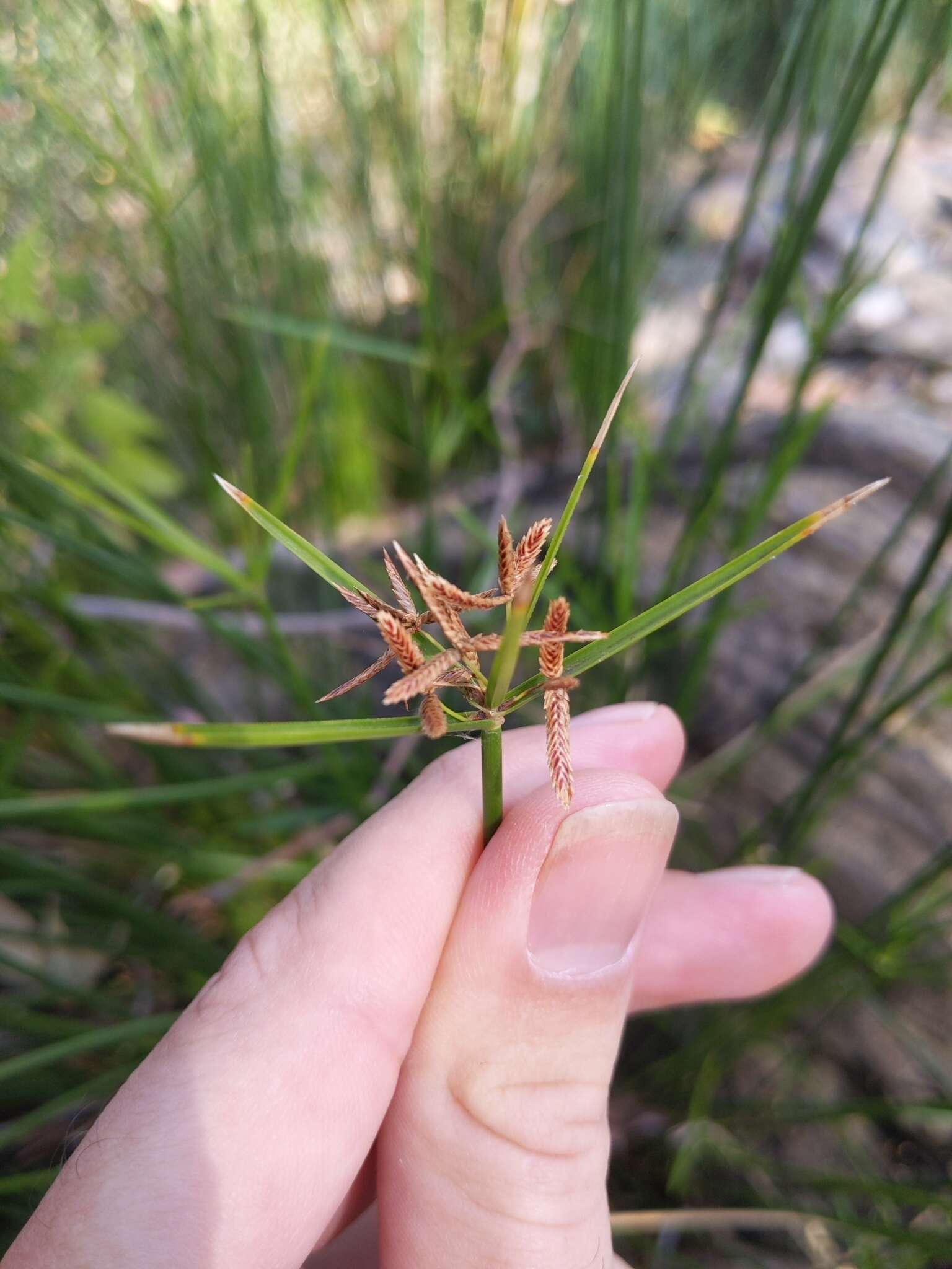 Image of Cyperus vaginatus R. Br.