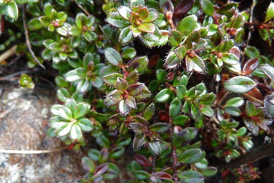 Imagem de Gaultheria nummularioides D. Don