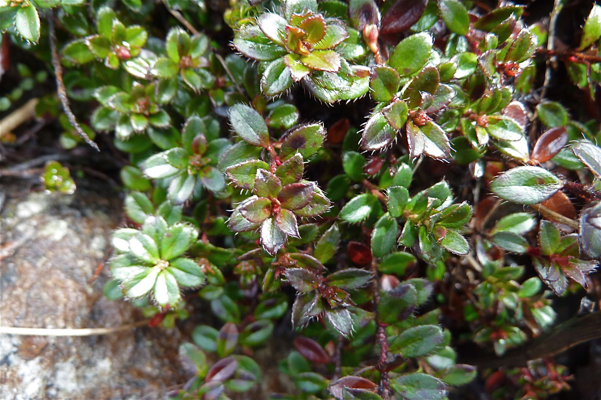 Image of Gaultheria nummularioides D. Don