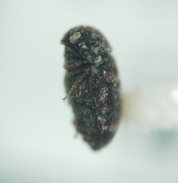 Image of Trogoderma