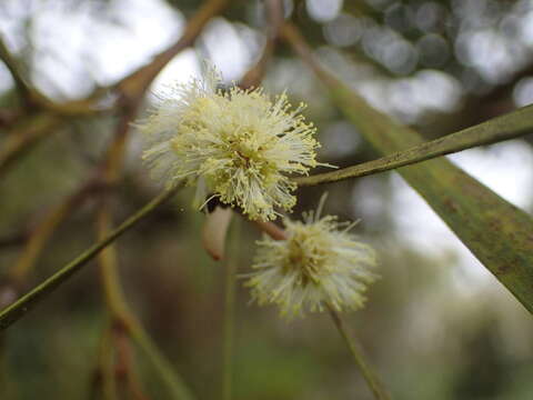 Слика од Acacia heterophylla (Lam.) Willd.