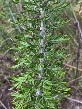 Image of Senecio haygarthii M. R. F. Taylor ex Hilliard