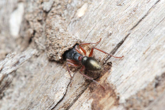 Image of Myrmecia chrysogaster (Clark 1943)