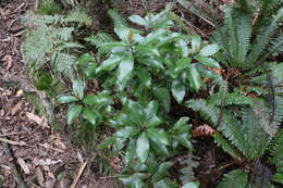 Image of Pseudowintera axillaris (J. R. & G. Forst.) Dandy