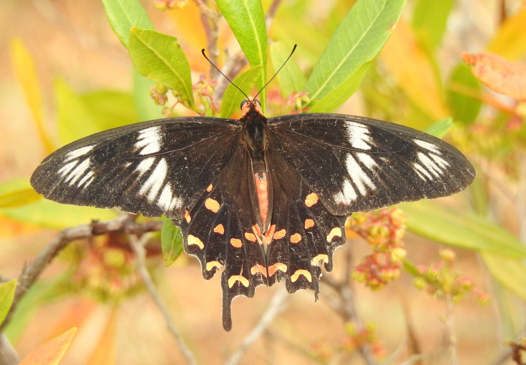 Image of Pachliopta hector (Linnaeus 1758)