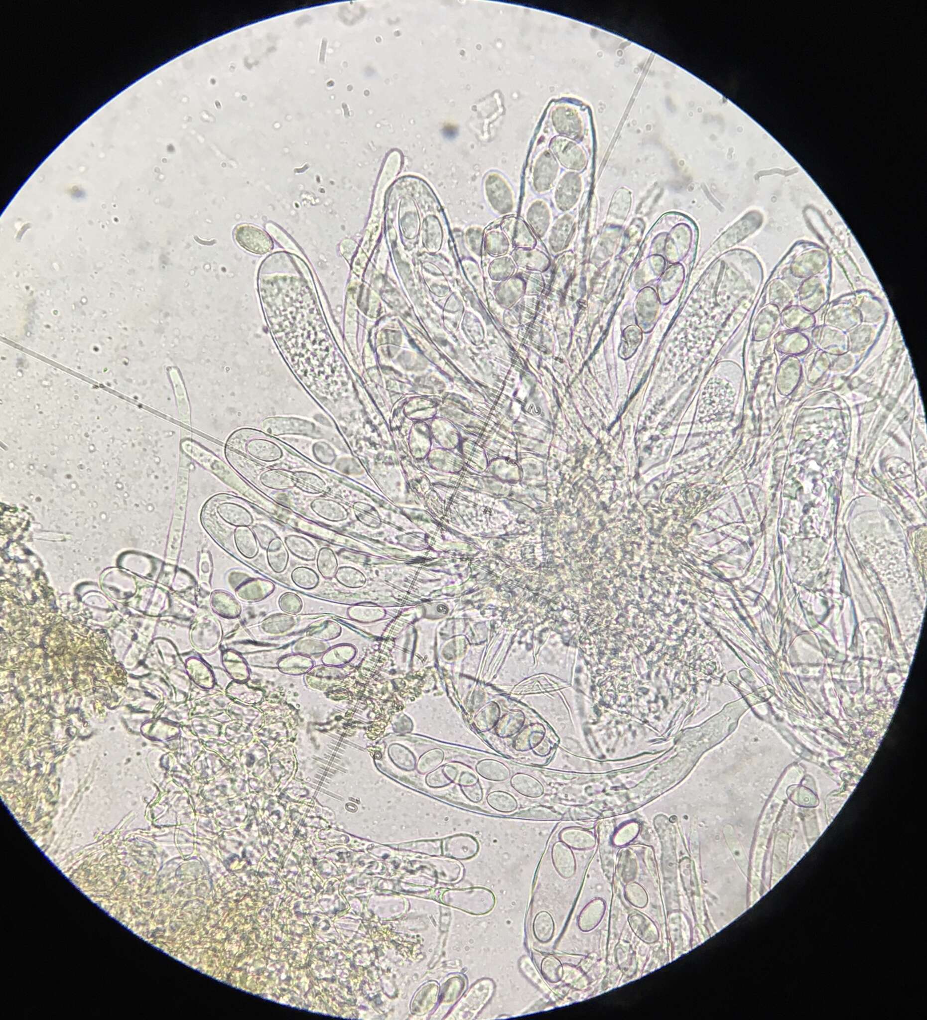 Image de Coprotus