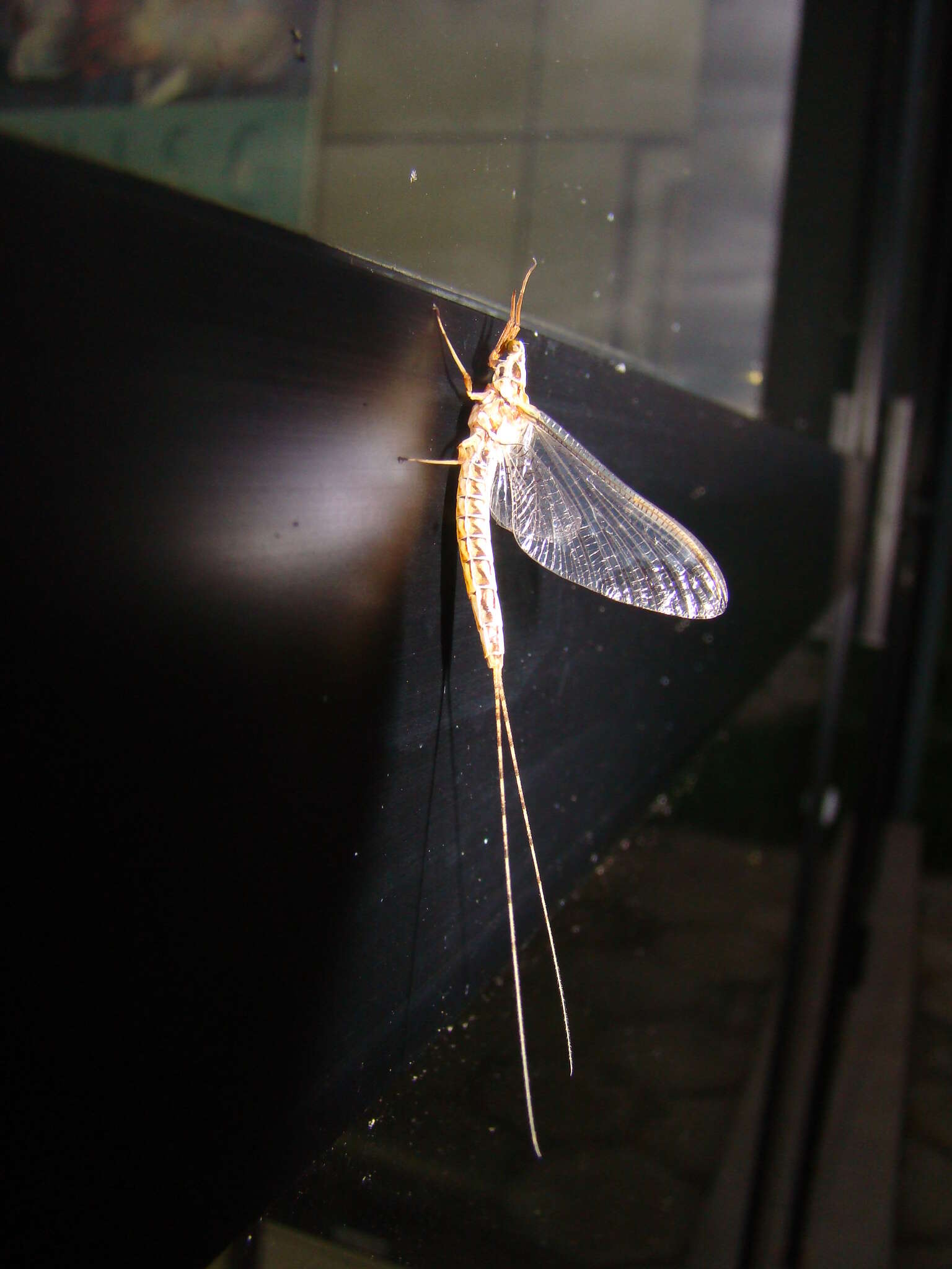 Image of Hexagenia albivitta (Walker 1853)