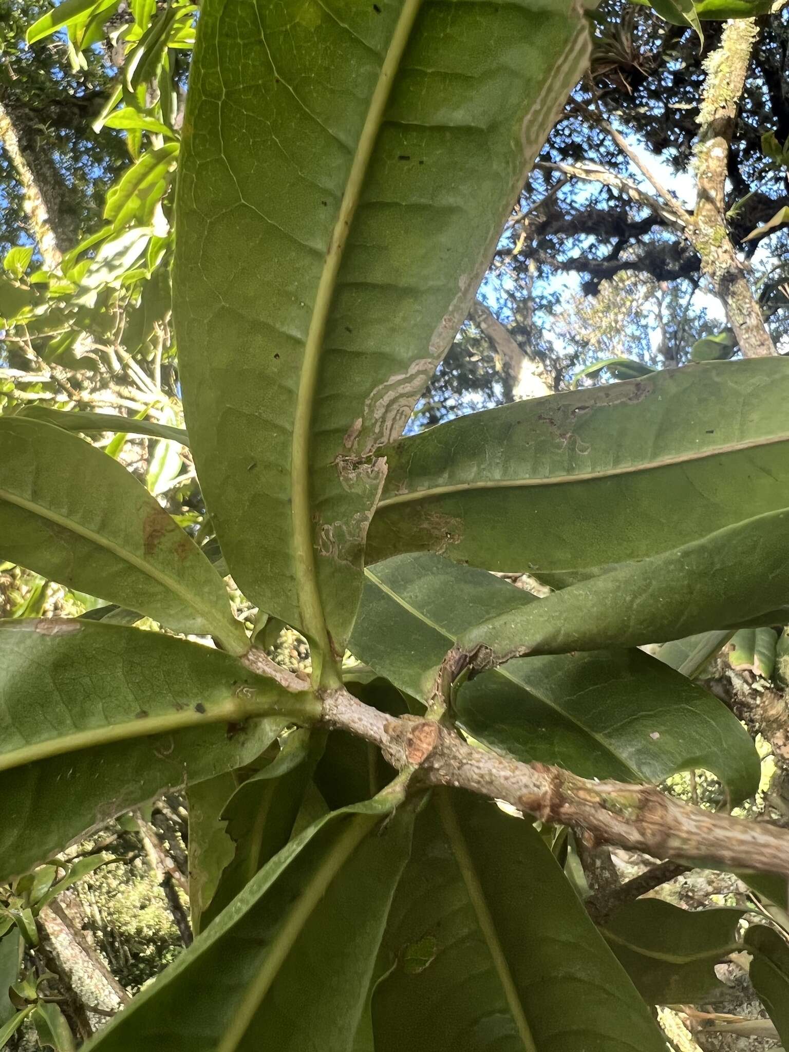 Image of Panopsis suaveolens (Kl.) Pittier