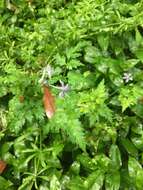 Image of Delphinium anthriscifolium Hance