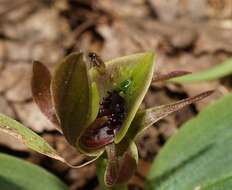 Image of Mountain bird orchid