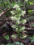 Слика од Platanthera orbiculata var. macrophylla (Goldie) Luer