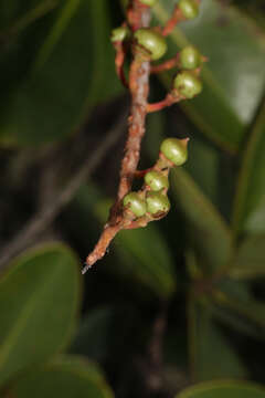 Image of Norantea guianensis var. goyasensis (Cambess.) G. L. Ferreira