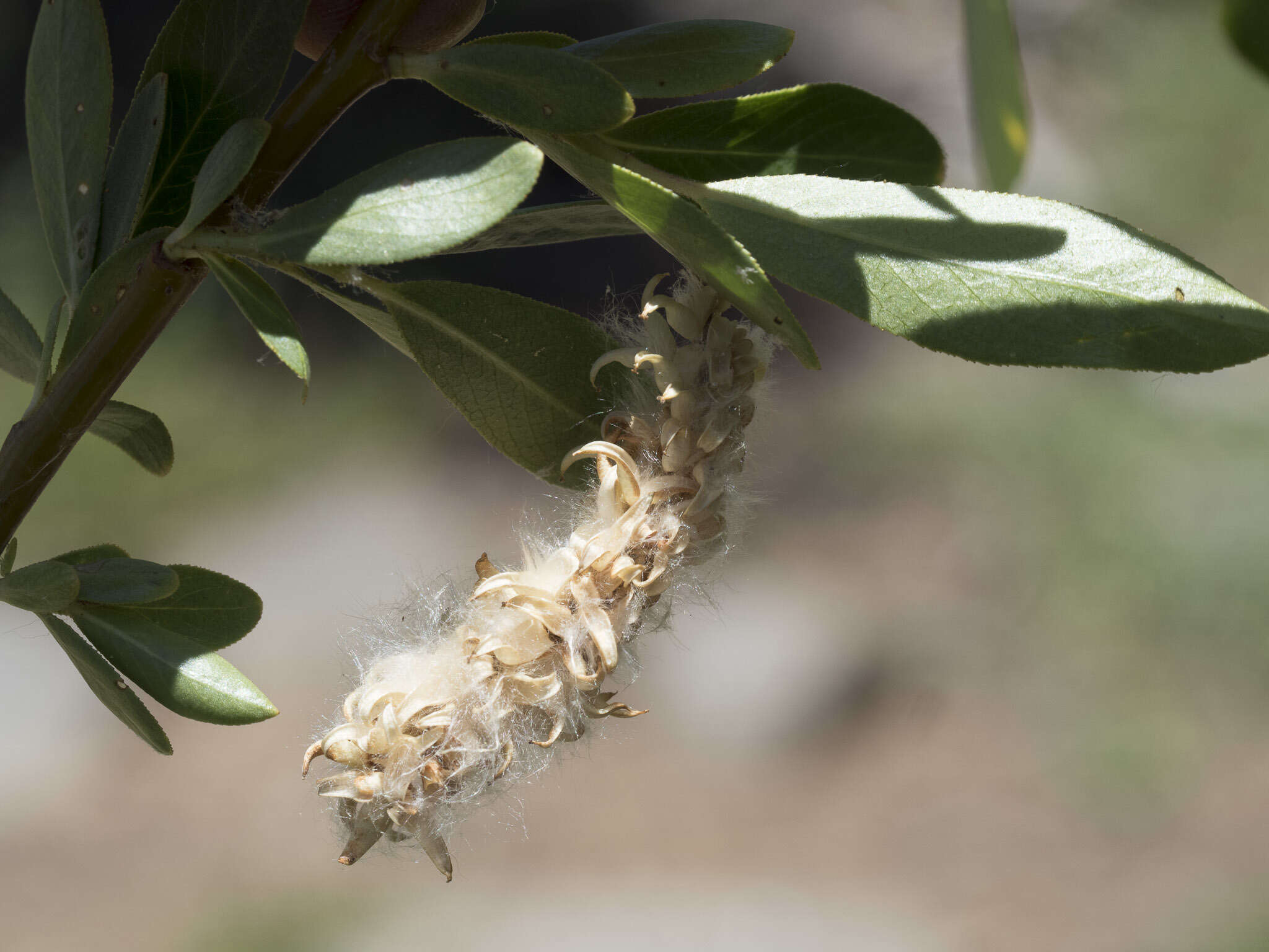 Salix lemmonii Bebb的圖片