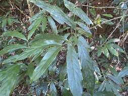 Lasianthus chlorocarpus K. Schum. resmi