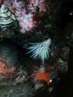 Image of pale sea cucumber