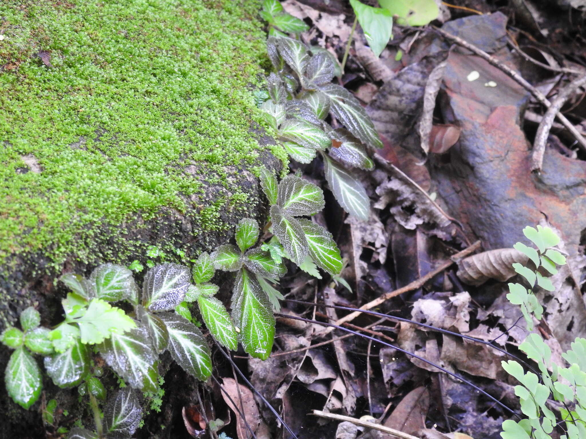 Image of Phinaea multiflora C. V. Morton