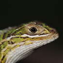 Image of Müller's Blue Iguana