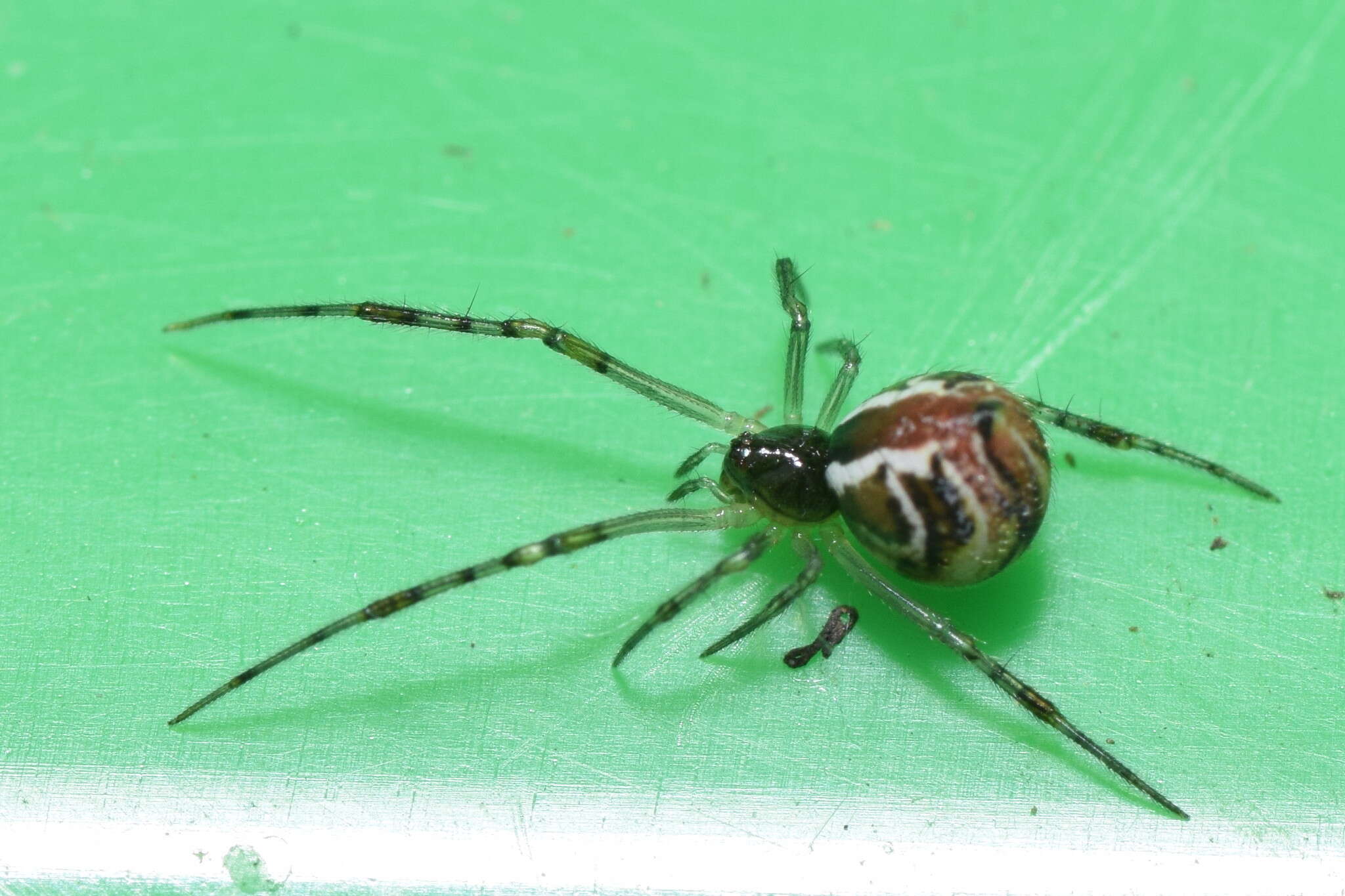 Image of Theridion pyramidale L. Koch 1867