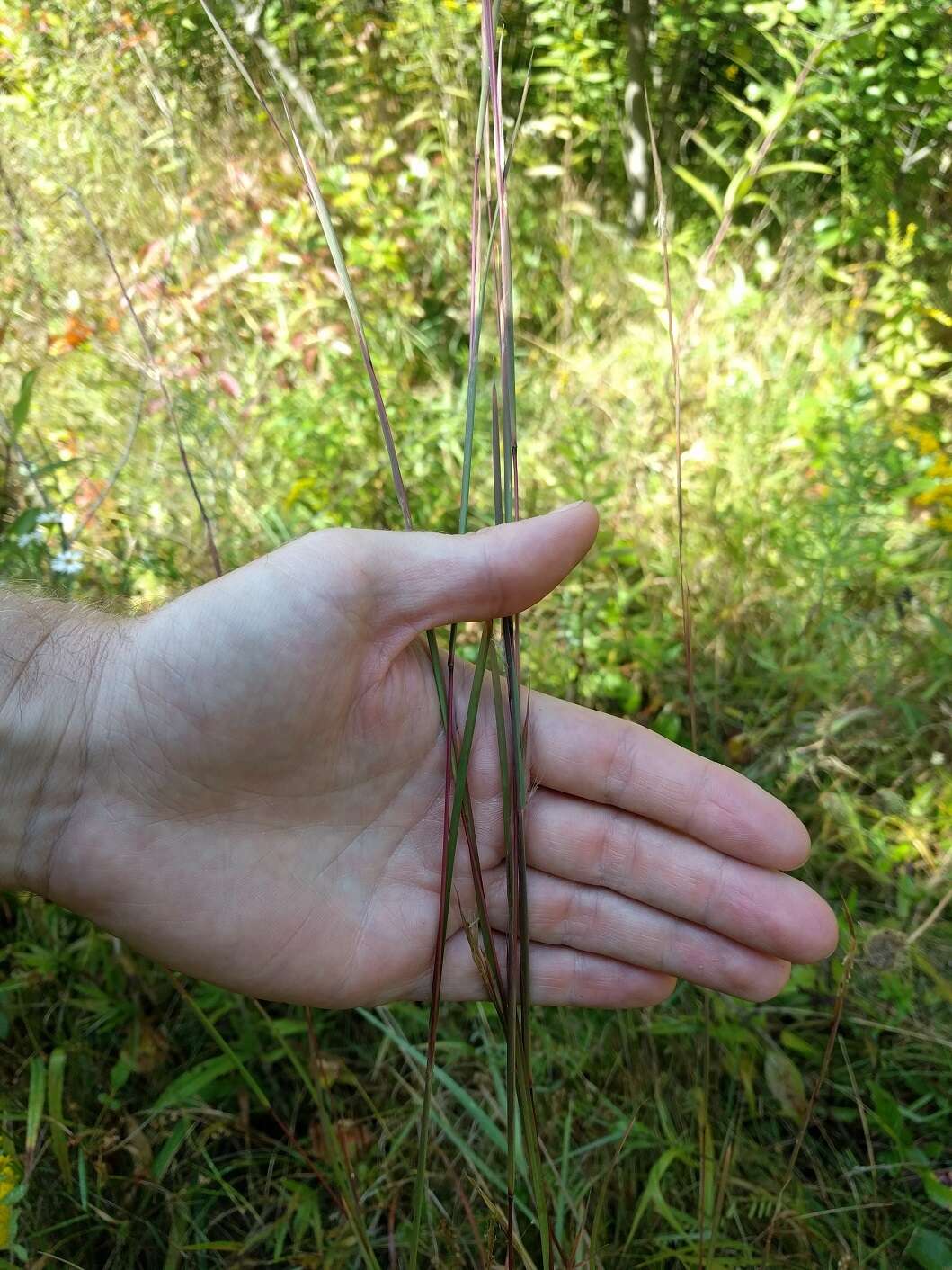 Image of Broomsedge Bluestem