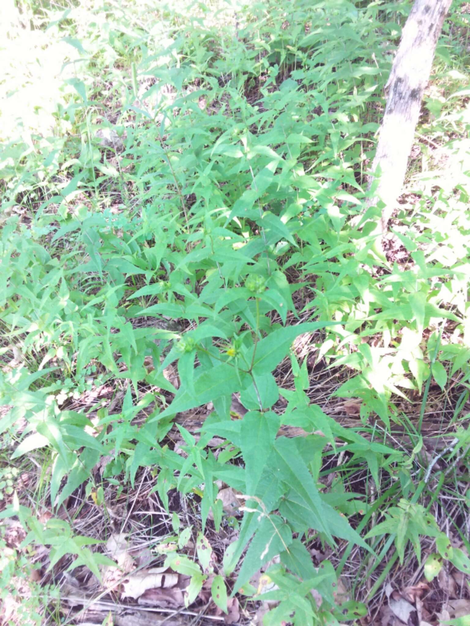 صورة Helianthus divaricatus L.